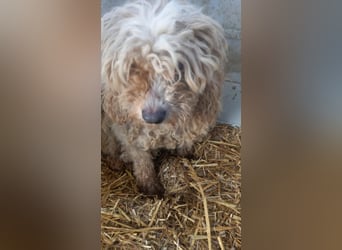 Gizi, liebes Pudelmädchen geb. 2018