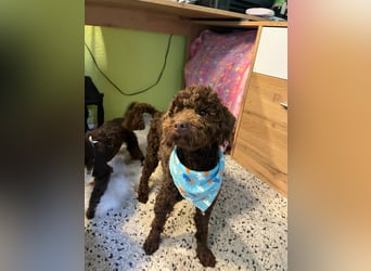 Balu, gut gelaunter Pudelrüde geb. 2024