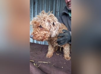 Nyuszö, liebes Pudelmädchen geb. 2022