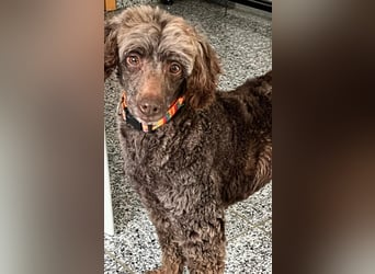 Ziva, katzenfreundliches, liebes Pudelmädchen geb. 2020