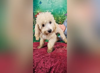 Emmy, bezauberndes Pudelmädchen mit kleinem Handicap geb. 2025