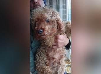 Lali, fruendlicher Pudel geb. 2018