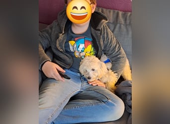 Emmy, bezauberndes Pudelmädchen mit kleinem Handicap geb. 2025