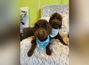 Balu, gut gelaunter Pudelrüde geb. 2024