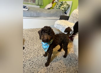 Balu, gut gelaunter Pudelrüde geb. 2024