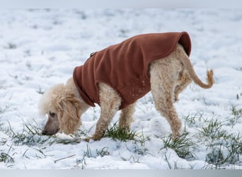 Gizi, liebes Pudelmädchen geb. 2018