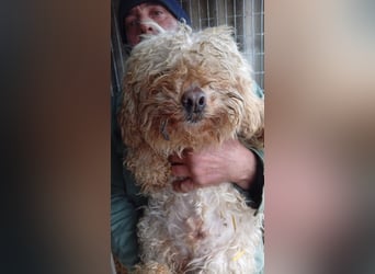 Eta, kleine Pudel Dame geb. 2017