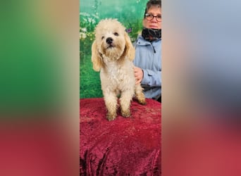 Emmy, bezauberndes Pudelmädchen mit kleinem Handicap geb. 2025