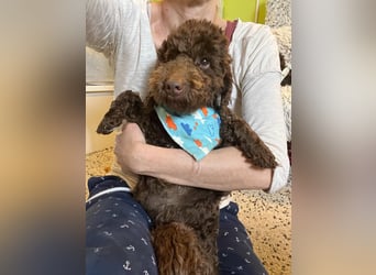 Balu, gut gelaunter Pudelrüde geb. 2024