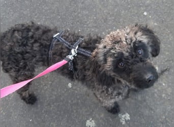 Paca, (liebevoll Pia genannt ) süßes Pudelmädchen geb. 2025