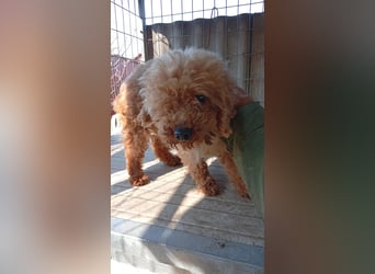 Vera, hübsche Pudeldame geb. 2019