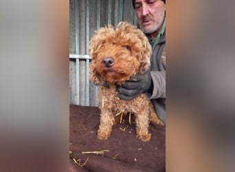 Nyuszö, liebes Pudelmädchen geb. 2022