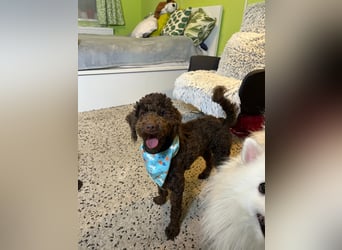 Balu, gut gelaunter Pudelrüde geb. 2024