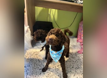 Balu, gut gelaunter Pudelrüde geb. 2024