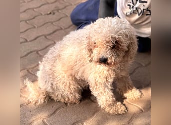 Lili, offene, freundliche Pudel Hündin geb. 10/2019