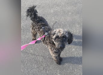 Paca, (liebevoll Pia genannt ) süßes Pudelmädchen geb. 2025