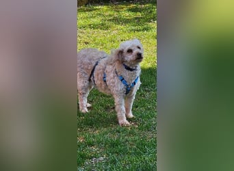 Eta, kleine Pudel Dame geb. 2017