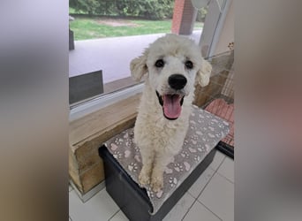 Converse, lieber Pudeljunge geb. 2023