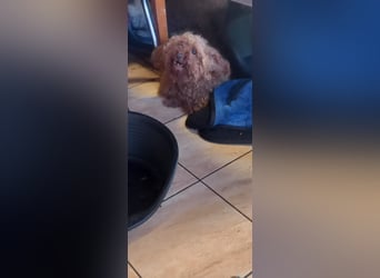 Imi, schüchterner Pudeljunge geb. 2018