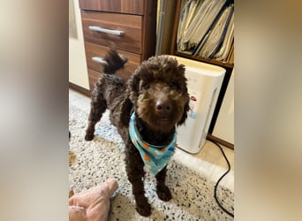 Balu, gut gelaunter Pudelrüde geb. 2024