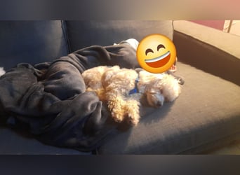 Emmy, bezauberndes Pudelmädchen mit kleinem Handicap geb. 2025