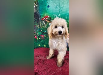 Emmy, bezauberndes Pudelmädchen mit kleinem Handicap geb. 2025