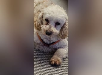 Zsak, schüchternes Pudelmädchen geb. 2020