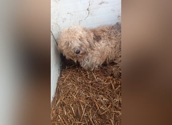 Szilva, liebes Pudelmädchen geb. 2023