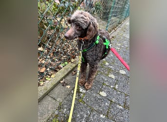 Ziva, katzenfreundliches, liebes Pudelmädchen geb. 2020