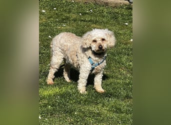 Eta, kleine Pudel Dame geb. 2017