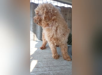 Vera, hübsche Pudeldame geb. 2019