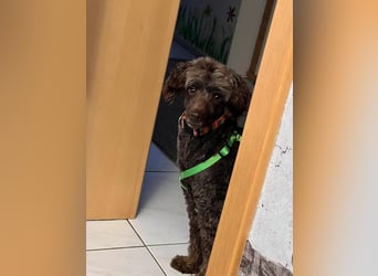 Ziva, katzenfreundliches, liebes Pudelmädchen geb. 2020