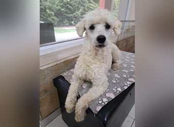 Converse, lieber Pudeljunge geb. 2023