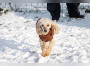 Gizi, liebes Pudelmädchen geb. 2018