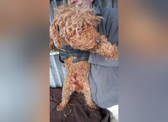 Nyuszö, liebes Pudelmädchen geb. 2022