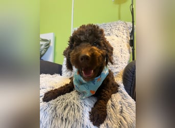 Balu, gut gelaunter Pudelrüde geb. 2024