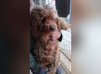 Lali, fruendlicher Pudel geb. 2018