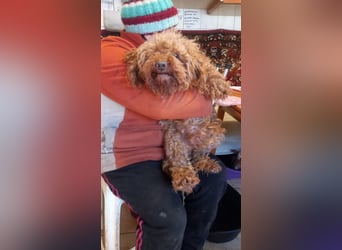 Imi, schüchterner Pudeljunge geb. 2018