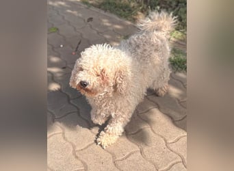 Lili, offene, freundliche Pudel Hündin geb. 10/2019