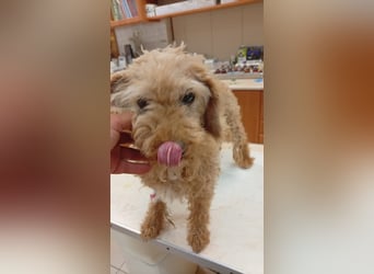 Mindy, liebe Pudelhündin geb. 06/2019