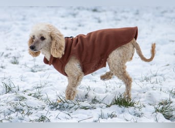 Gizi, liebes Pudelmädchen geb. 2018