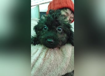 Vici, süßer, verspielter Pudelwelpenjunge geb. 2025