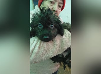 Vici, süßer, verspielter Pudelwelpenjunge geb. 2025