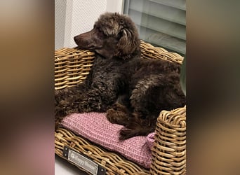 Ziva, katzenfreundliches, liebes Pudelmädchen geb. 2020