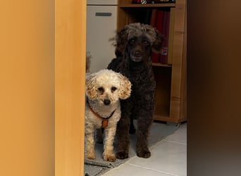 Zsak, schüchternes Pudelmädchen geb. 2020