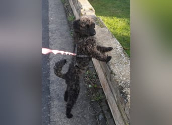 Paca, (liebevoll Pia genannt ) süßes Pudelmädchen geb. 2025