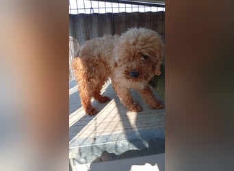 Vera, hübsche Pudeldame geb. 2019