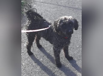 Paca, (liebevoll Pia genannt ) süßes Pudelmädchen geb. 2025