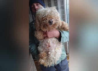 Eta, kleine Pudel Dame geb. 2017