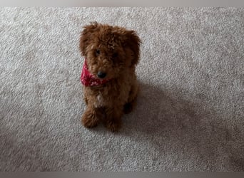 Süßer Toy-Pudel Rüde – 6 Monate alt – sucht liebevolles Zuhause